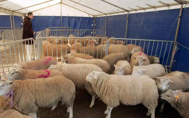 Marruecos suspende la Fiesta del Sacrificio : Sequía y escasez ganadera desafían la tradición islámica