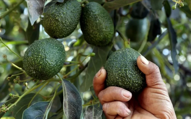 Marruecos tiene seis semanas para vender sus aguacates antes de la llegada masiva de Israel
