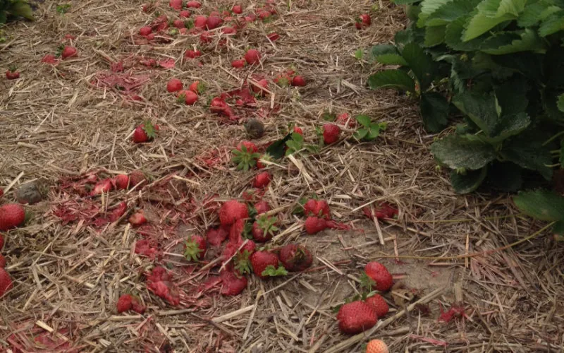 Marruecos : Tormenta arrasa cultivos de fresas y arándanos, amenazando exportaciones