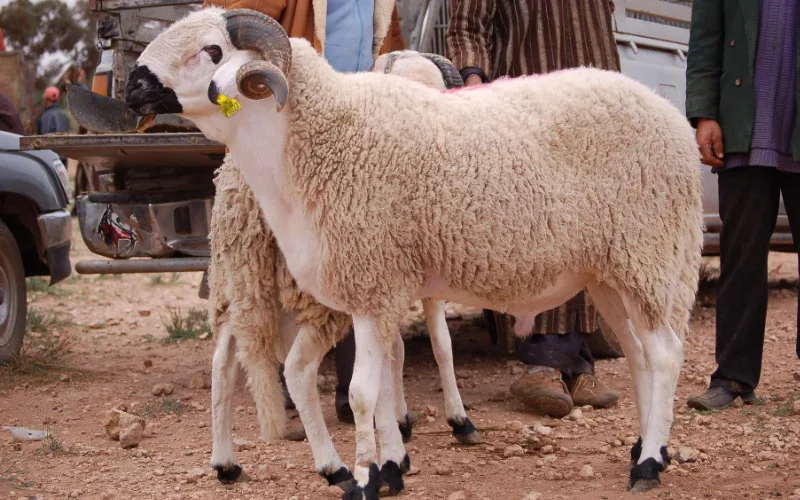 Marruecos en vilo : El futuro del Eid al-Adha depende del censo ganadero nacional