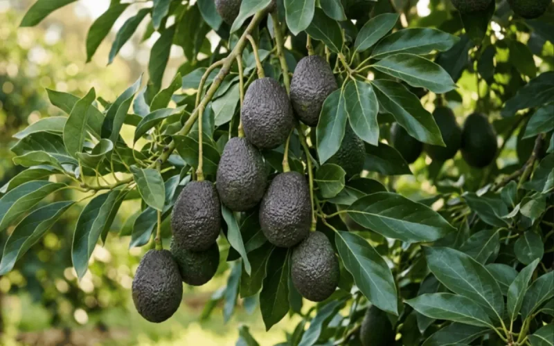 Más grandes y más numerosos : los aguacates marroquíes se lanzan a la conquista de Europa