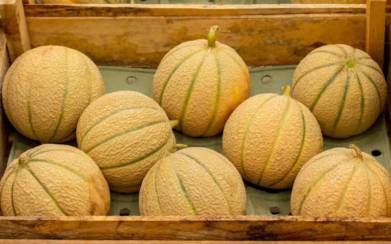 Melones marroquíes conquistan España : Nuevo récord de importaciones supera a Países Bajos