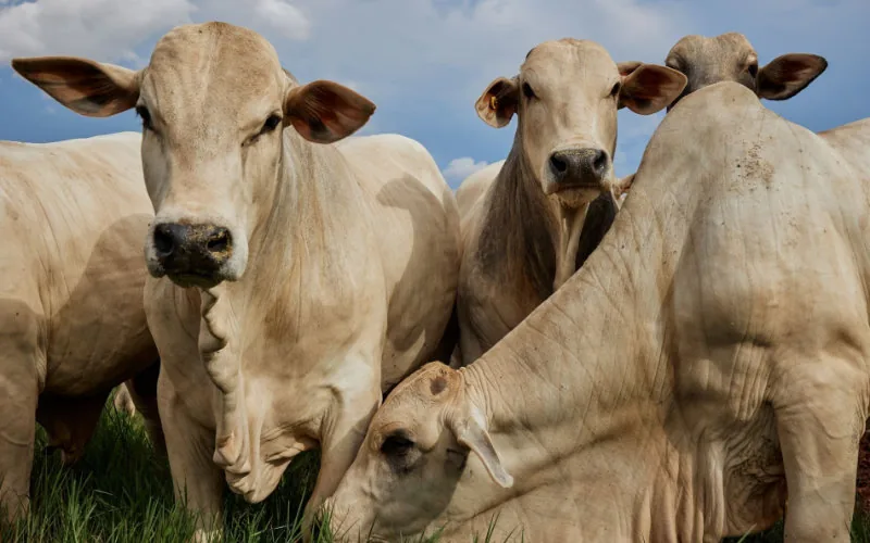 Mercosur desafía a la UE : Brasil arrasa en el mercado ganadero marroquí