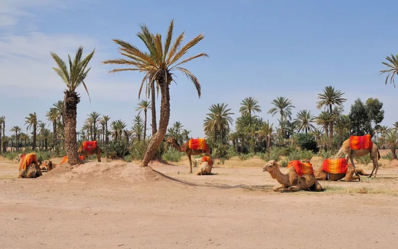 El oasis de Marrakech agoniza : la palmeraie, víctima del turismo y la sequía