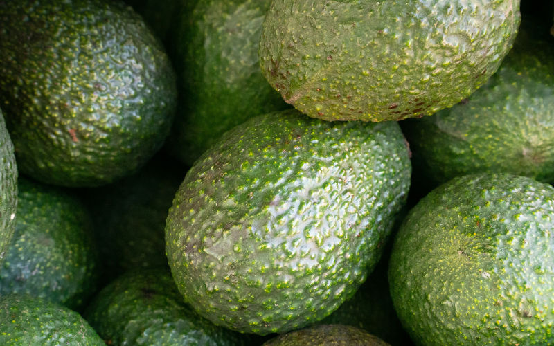 Ola de calor arrasa cultivos de aguacate en Marruecos : producción cae un 25%