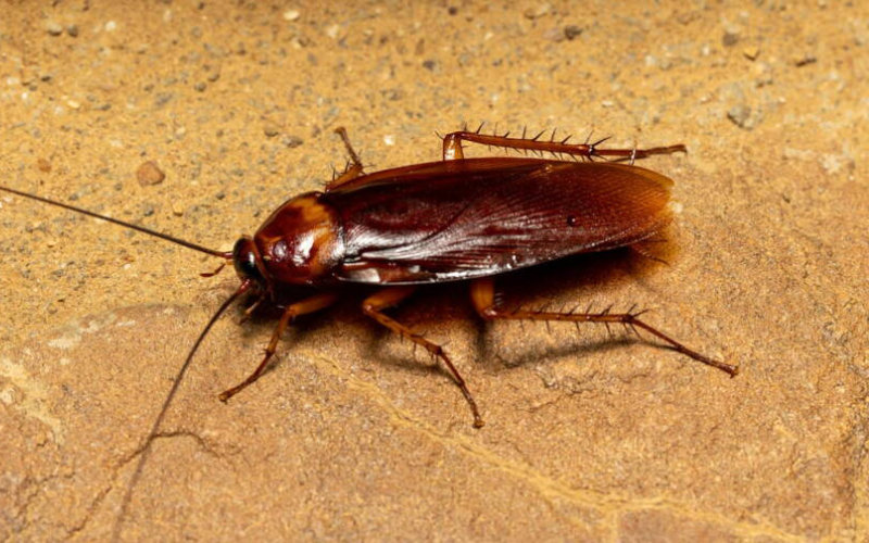 Ola de calor desata plaga de insectos en Mohammedia : Autoridades bajo crítica por inacción