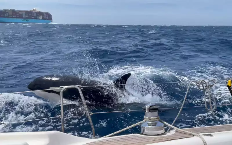 Orcas hunden velero en Gibraltar : Ataque sin precedentes cerca de Tánger-Med