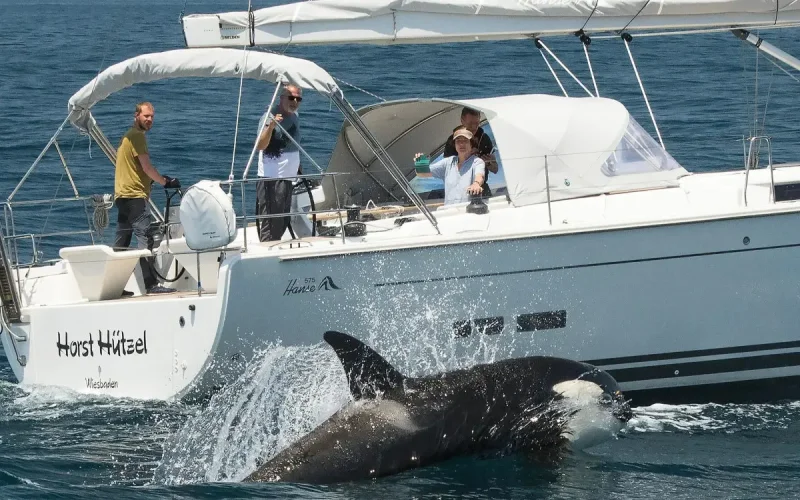 "Orcas hunden velero en Marruecos : El aburrimiento marino desata caos"