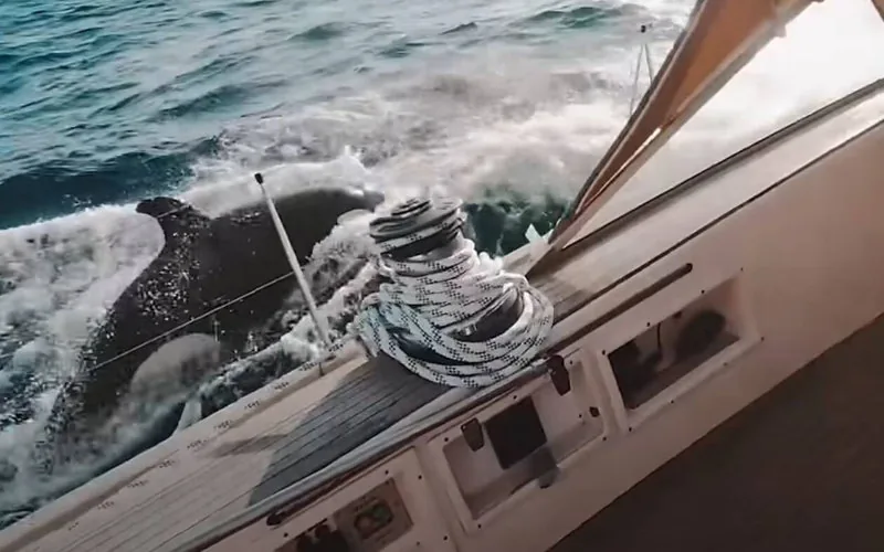 Orcas vs Pescadores : Marruecos investiga el misterioso fenómeno marino