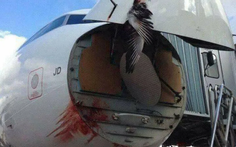 Pánico en el aire : Enjambre de pájaros obliga a cancelar vuelo París-Rabat de Air Arabia