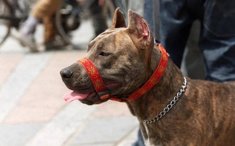Pitbulls en Marruecos : La ley prohibida que los jóvenes desafían en las calles