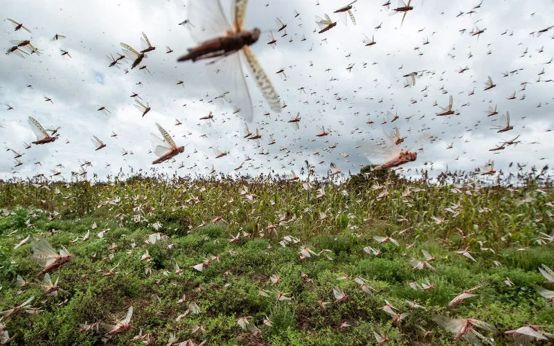 Plaga de langostas amenaza cultivos en Marruecos : Agricultores exigen acción urgente
