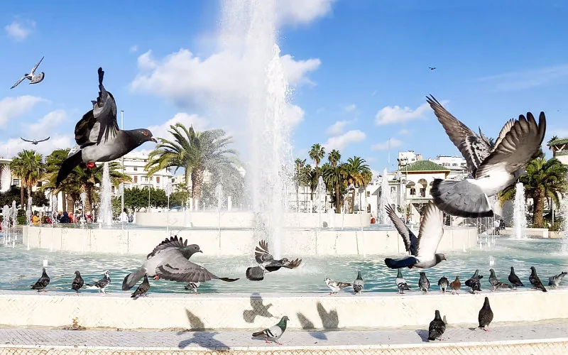 Polémica en Casablanca : La Plaza de las Palomas se queda sin aves por prohibición municipal