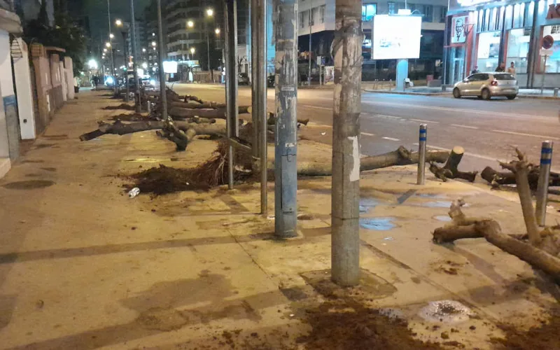 Polémica en Casablanca : Tala de jacarandas desata indignación ciudadana y alarma ecológica