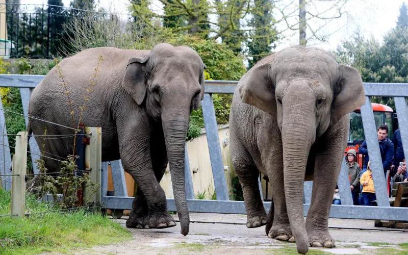 Polémica en Casablanca : El zoológico reabre con precios que indignan a los ciudadanos