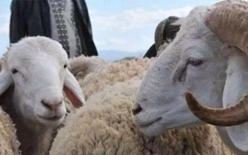 Polémica en Francia : Llamado anónimo al boicot del Aïd el-Kebir 2025 genera rechazo en la comunidad musulmana