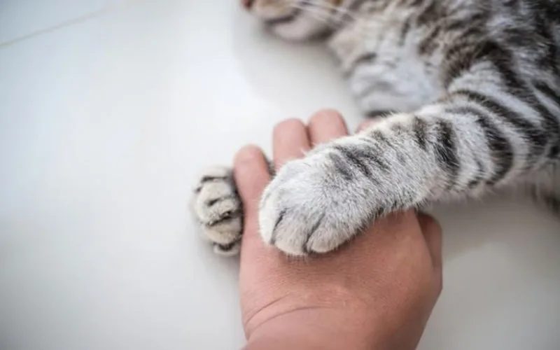 Polémica en Salé : Hija de vicealcaldesa organiza funeral islámico para su gato