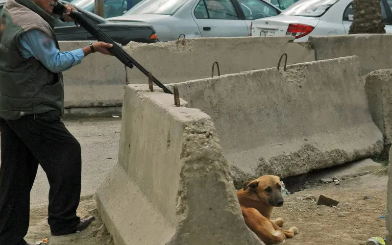 Polémica en Zemamra : Sacrificio masivo de perros callejeros desata indignación y debate sobre seguridad pública