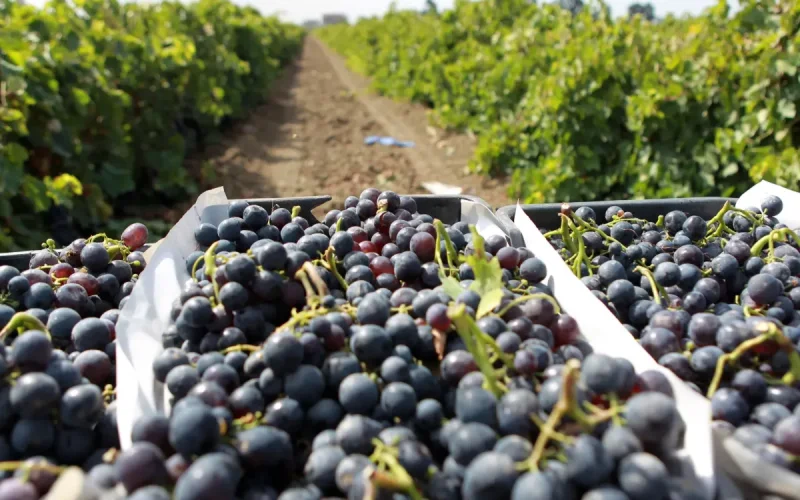 Un proveedor desaparece en Marruecos : Hacienda reclama 212.000 euros a siete viticultores franceses