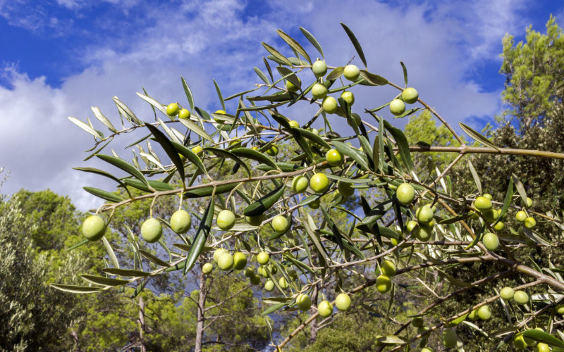 Revolución agrícola en Charente : El olivo desafía al coñac y promete un futuro dorado