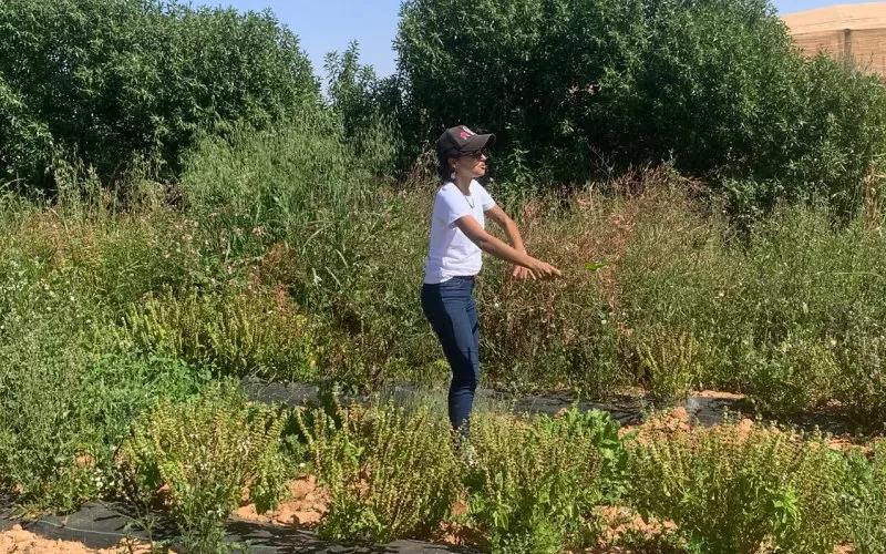 Revolución verde en el Sáhara : startup marroquí transforma desiertos en oasis agrícolas