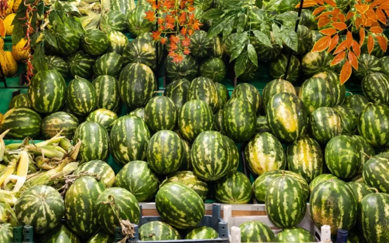 La sandía marroquí, acusada de hacer caer los precios a 24 céntimos en España