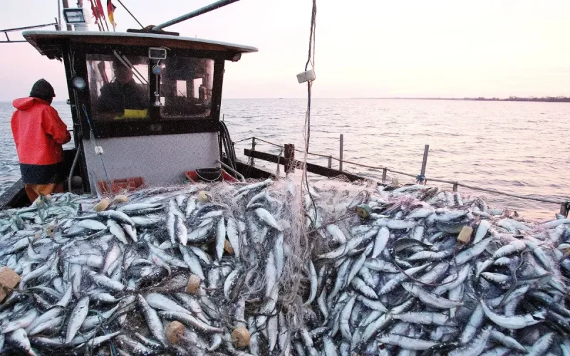 Las sardinas se alejan y el combustible se dispara : la doble trampa de los pescadores marroquíes