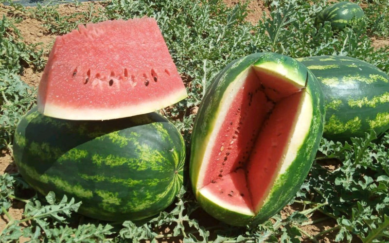 La sed de la sandía : cómo el cultivo intensivo amenaza el agua y el futuro de Ouarzazate
