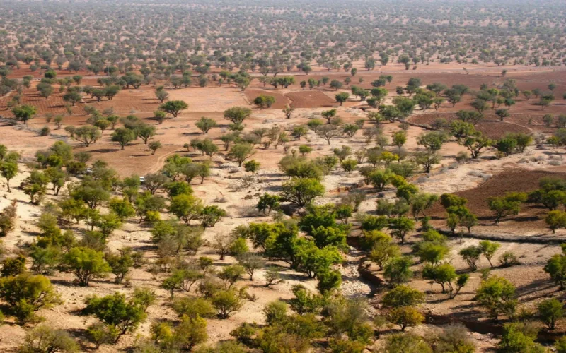 Tras la sequía, el bosque de arganes de Essaouira no recupera su estado anterior