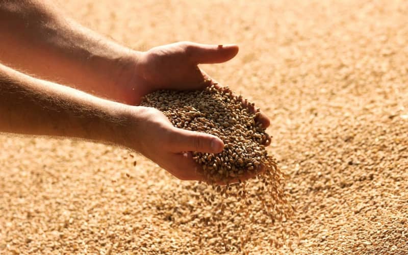Sequía en Marruecos impulsa récord de importaciones de trigo francés
