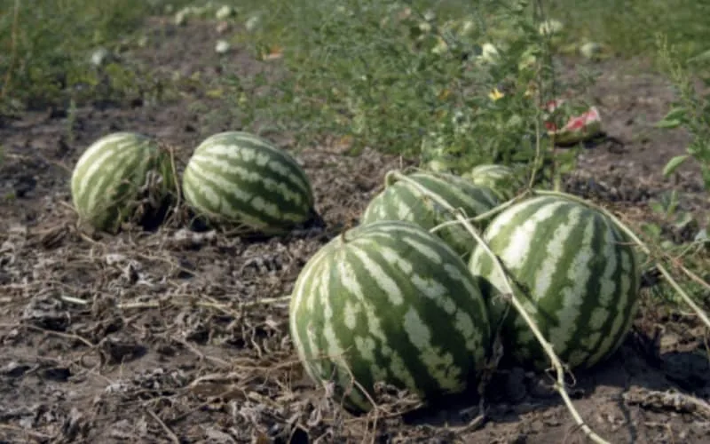 Sequía en Marruecos : El Jadida prohíbe cultivos de alto consumo hídrico