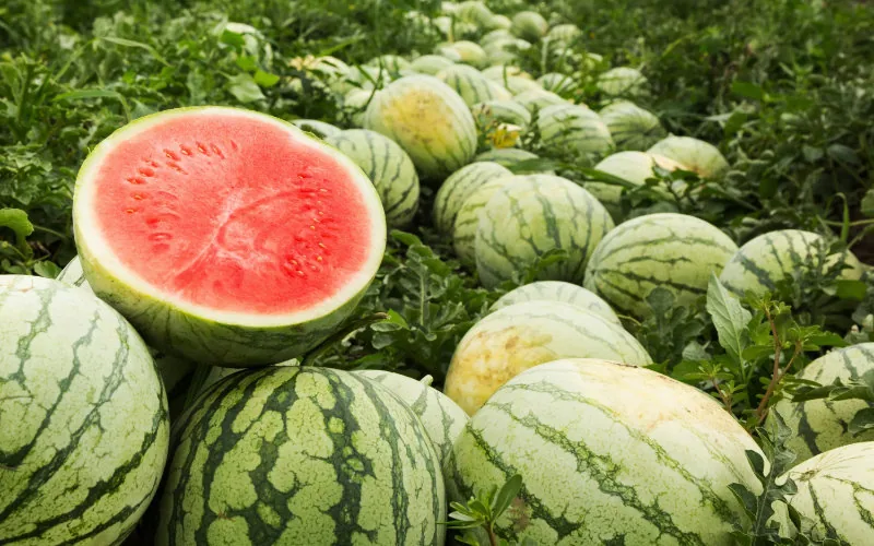 Sequía en Marruecos : La polémica del cultivo de sandías enfrenta a agricultores y autoridades