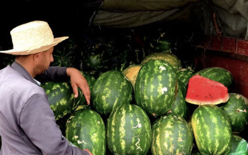 Sequía en Marruecos : La polémica prohibición del cultivo de sandías para salvar el agua
