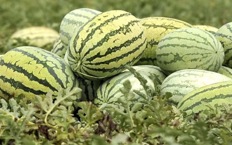 Sequía en Marruecos : Tinghir prohíbe el cultivo de sandía para salvar sus recursos hídricos