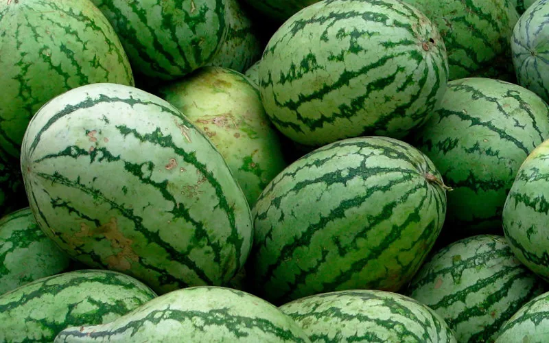 Sequía en Marruecos : Tinghir prohíbe el cultivo de sandías para preservar el agua