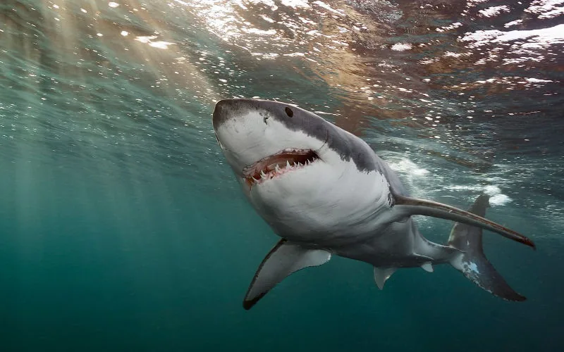 Tiburón ataca a turista alemana cerca de Canarias : España pide ayuda a Marruecos