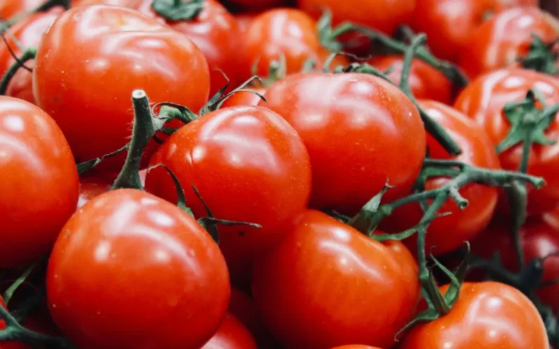 Tomates marroquíes : ¡El Reino aplasta la competencia con el 70% del mercado europeo !
