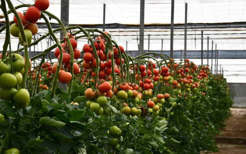 Tomates : Marruecos impone su ley a España