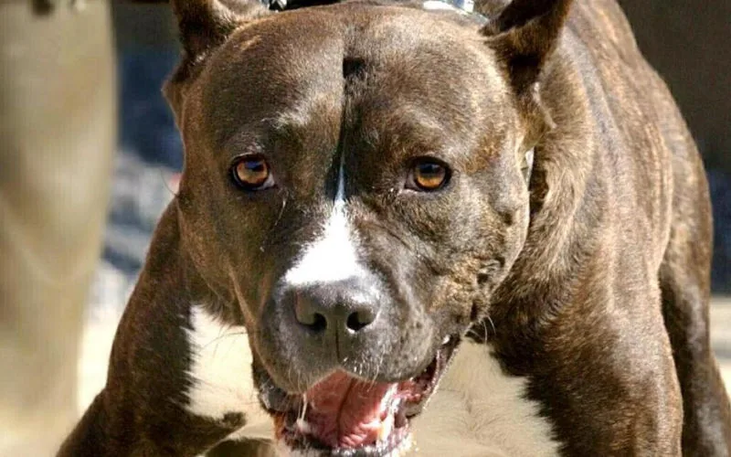 Tragedia en El Jadida : Pitbull mata a sexagenario tras altercado con dueño drogado