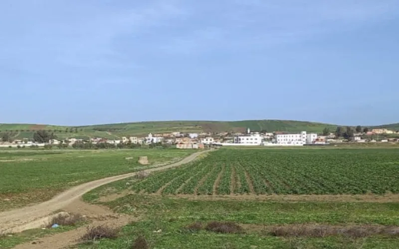 Tragedia en Ksar El Kébir : Disputa familiar por tierras termina en homicidio