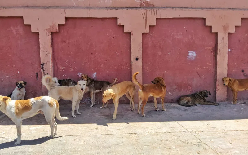 Tragedia en Marrakech : Muere niño por rabia tras mordedura de perro callejero