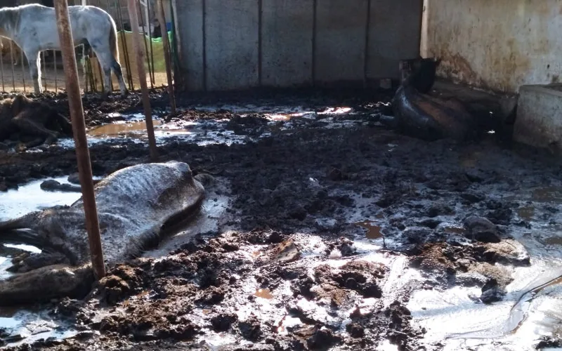 Tragedia en Marruecos : 158 caballos mueren por negligencia tras incautación