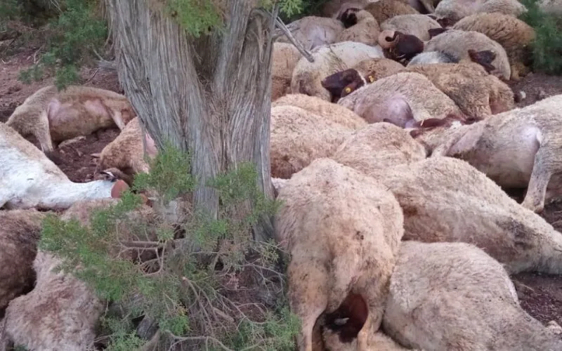 Tragedia en Sefrou : Rayo fulmina 54 ovejas y destroza el futuro de un joven pastor marroquí