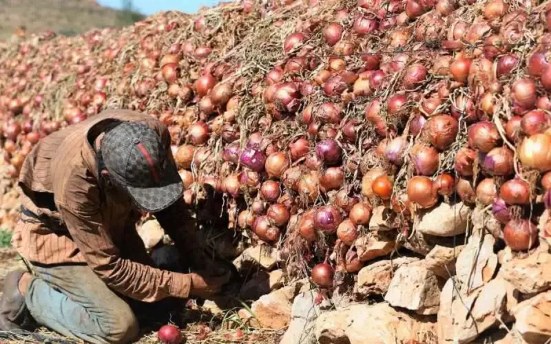 Verduras : cómo algunos países se están alejando gradualmente de la oferta marroquí