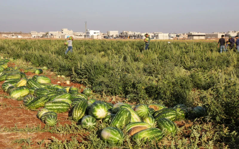 Zagora : Destruyen cultivos ilegales de sandías y melones para combatir la sequía