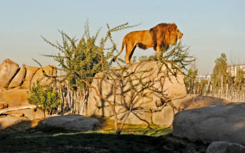El zoo de Casablanca renace : Primeros animales llegan tras años de renovación